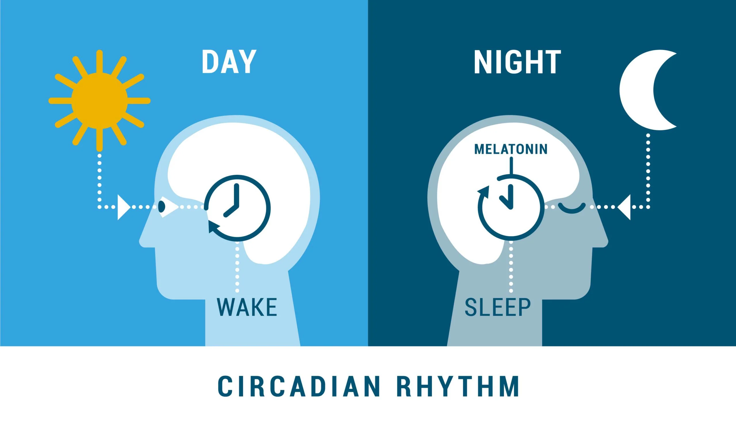 The Power of Quality Sleep & Circadian Alignment